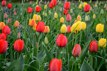 Field with red and yellow tulips 