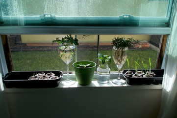 View of an indoor windowsill garden, with plants rooting in water, seedlings in peat pods and plant in pot.