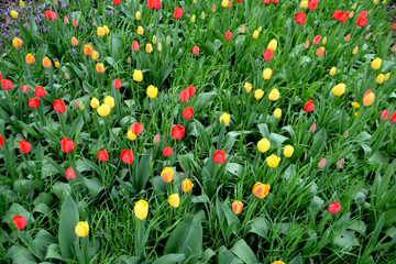 Field with red and yellow tulips Top view
