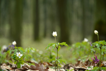 white flowers in garden