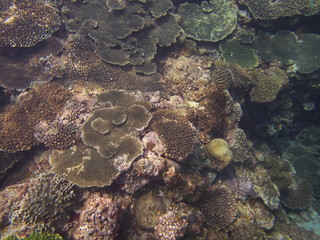 Amami Oshima, Japan - April 7, 2019: Beautiful coral reef at Cape Ayamaru in Amami Oshima, Kagoshima, Japan