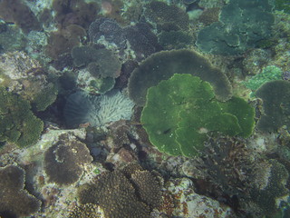 Amami Oshima, Japan - April 7, 2019: Beautiful coral reef at Cape Ayamaru in Amami Oshima, Kagoshima, Japan