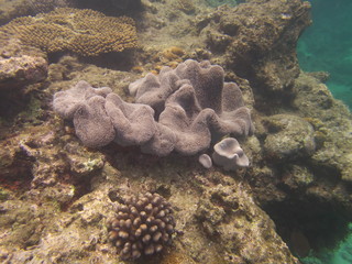 Amami Oshima, Japan - April 7, 2019: Beautiful coral reef at Cape Ayamaru in Amami Oshima, Kagoshima, Japan