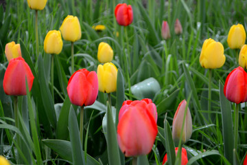 Field with red and yellow tulips 
