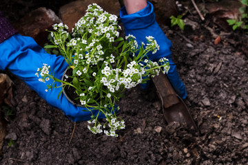 Woman hands planting a white flowers plant in the garden. Gardening work in spring time.