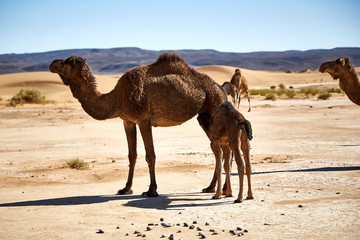 baby camel in the desert suckling