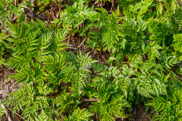 Green hemlock spotted plants (Conium Maculatum)