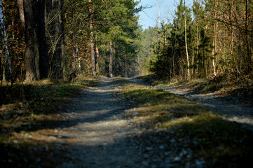 Naklejka premium road in forest