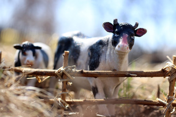 toy cow with calf photographed on the street with a fence of branches on the ground in the grass