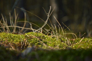 grass with dew