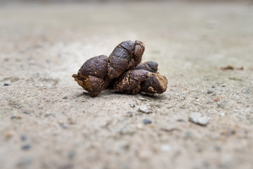 dog feces on a concrete surface