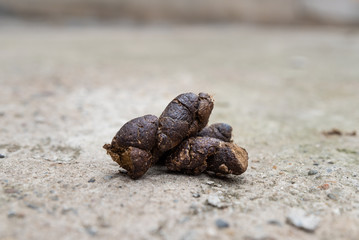 dog feces on a concrete surface