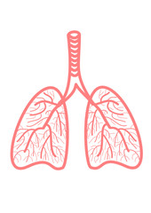 anatomy of human heart