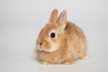 Easter bunny rabbit