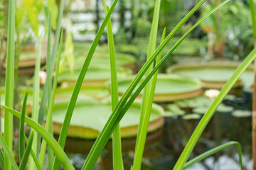 Thin sedge leaves in the foreground and large round leaves of Victoria amazonica against the background; soft focus