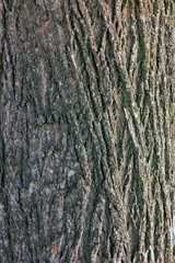 Natural background - the vertical texture of a real bark close-up in springtime.
