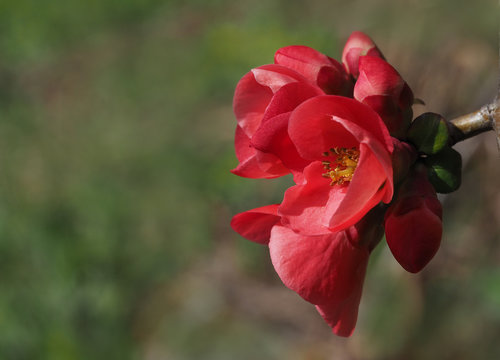 Zierquitte, Bl&uuml;te