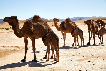 baby camels in the desert suckling