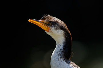 A Little Pied Cormorant taking in the sunshine.