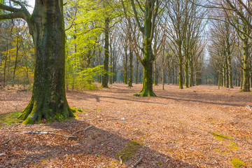 Path in a forest below a blue cloudy sky in sunlight in spring
