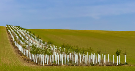 Newly planted hedgerow of native saplings, dividing arable fields. Lines of trees with white protectors from foreground up to distant  rolling hilltop skyline. Blue skies and sunshine. - 262591472