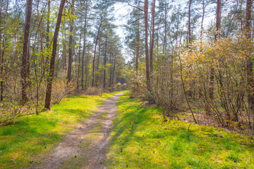Obraz premium Clearing in a forest below a blue cloudy sky in sunlight in spring
