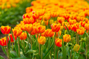 Field with flowers below a blue sky in sunlight in spring