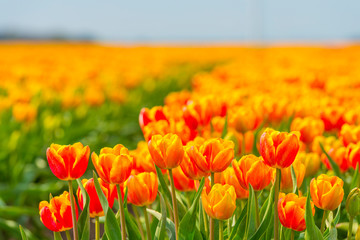 Field with flowers below a blue sky in sunlight in spring
