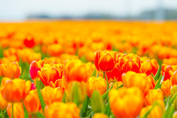 Field with flowers below a blue sky in sunlight in spring