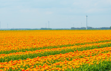 Field with flowers below a blue sky in sunlight in spring