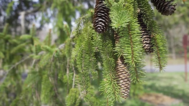 Slow motion of pine cones with shallow depth of field