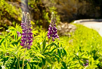 Purple lupines by side of road on hazy summer day