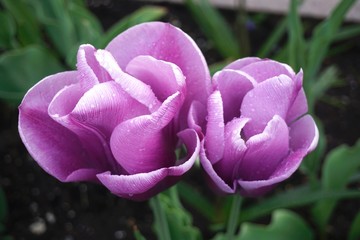 close up of Purple tulips with rain drops