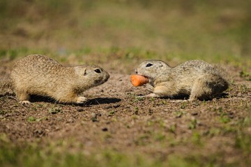 Two brown ground squirrels fighting over a piece of orange carrot, sunny spring day at a praire, blurry green background and foreground