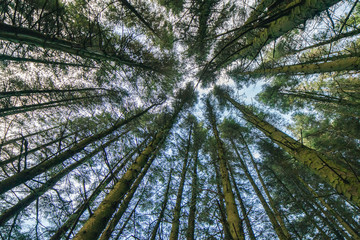 Tall green pine trees looking straight up
