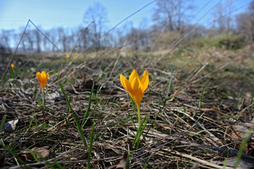  Crocus in the beginng of the spring