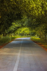 Lonely empty road green hallway