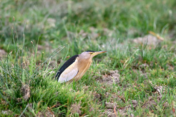 Little Bittern. Ixobrychus minutus. Nature habitat background.
