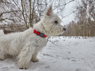 Small puppy of West Highland White Terrier in winter forest.