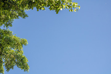 blue sky with white clouds and green trees