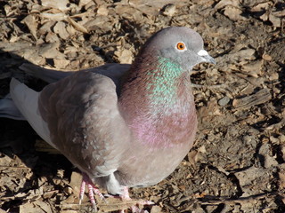 two pigeons on a white background