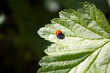 ladybird on leaf