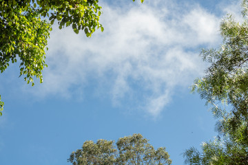 blue sky with white clouds and green trees