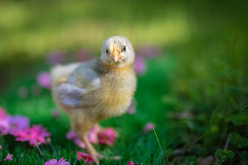 Lavender Orpington Chick