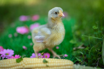 Lavender Orpington Chick