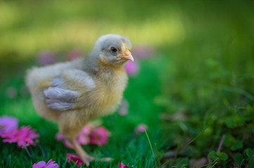 Lavender Orpington Chick