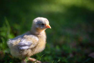 Lavender Orpington chick