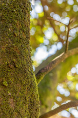 background with branches, leaves and roots of trees