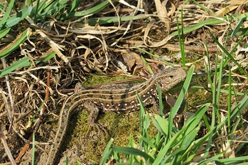 Brown lizard on soil background in the garden