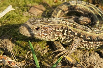Brown european lizard on ground in the garden, closeup